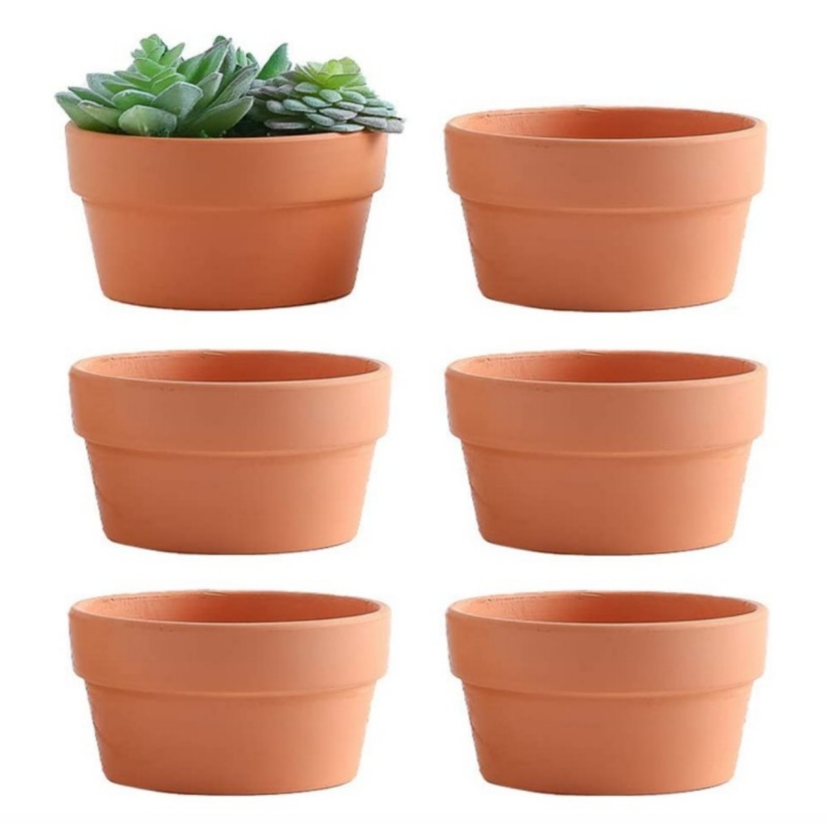 Echeveria Succulent - 6 szt. Doniczki z terakoty Buld