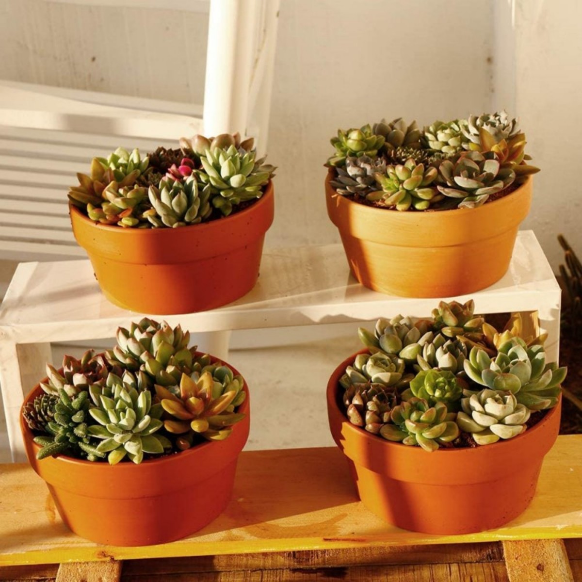 6 szt. Doniczki z terakoty Bul – Echeveria Succulent recenzja i cena