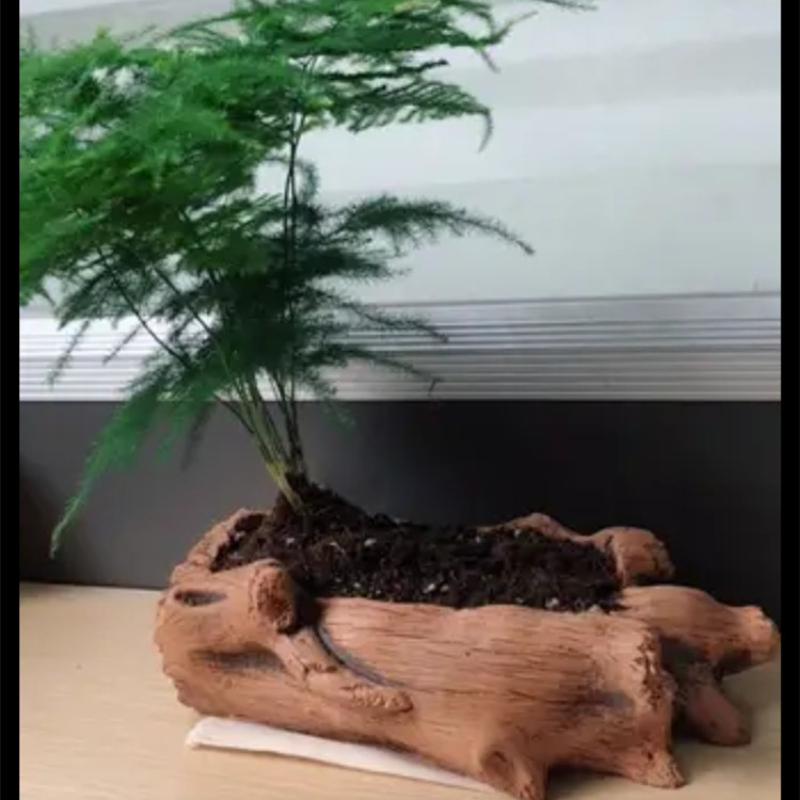 Imitacja drewnianych palików k – Echeveria Succulent recenzja i cena