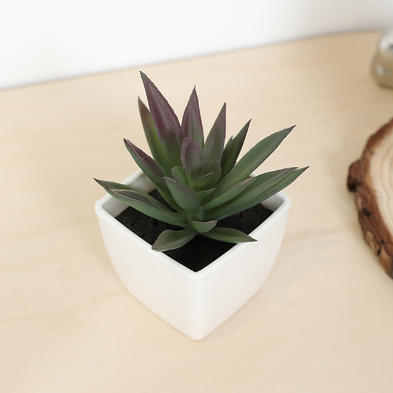 Mini sztuczny soczysty kubek w – Echeveria Succulent recenzja i cena